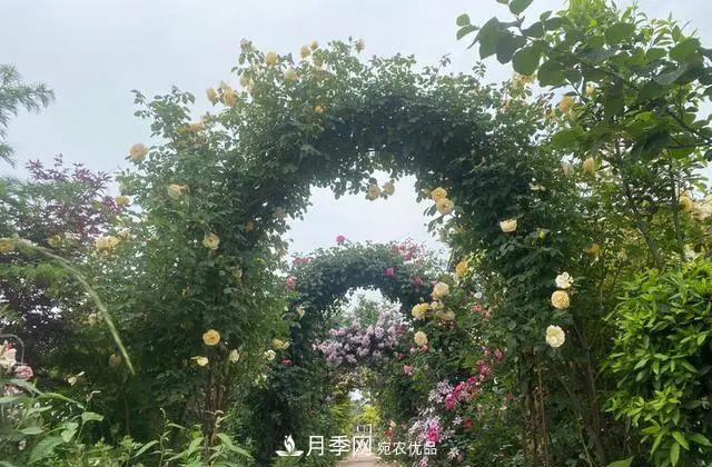 月季爆紅朋友圈！浙江這個(gè)80后男人擁有自己的夢(mèng)幻花園(圖2)