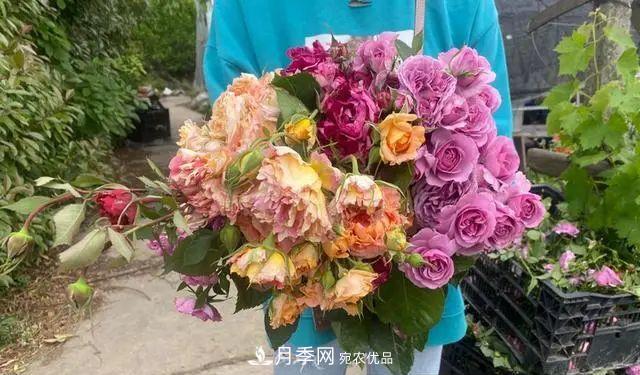 月季爆紅朋友圈！浙江這個(gè)80后男人擁有自己的夢(mèng)幻花園(圖4)