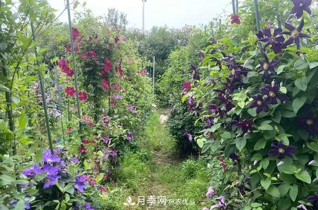 月季爆紅朋友圈！浙江這個(gè)80后男人擁有自己的夢(mèng)幻花園(圖11)