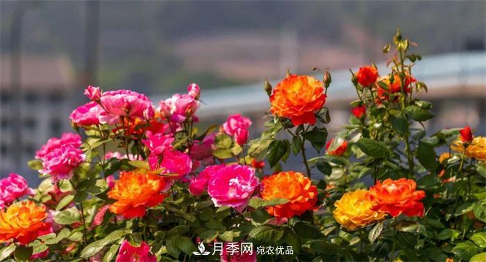 205萬株月季全城盛放！貫穿杭州的“空中花廊”你走過嗎？(圖1)