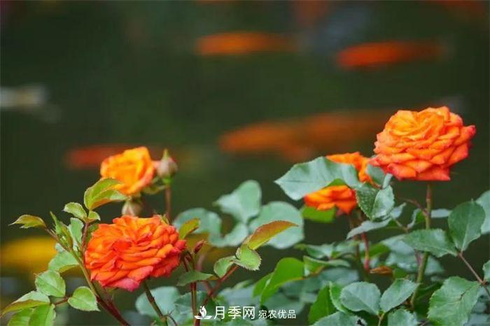 205萬株月季全城盛放！貫穿杭州的“空中花廊”你走過嗎？(圖2)