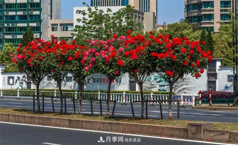 205萬株月季全城盛放！貫穿杭州的“空中花廊”你走過嗎？(圖5)