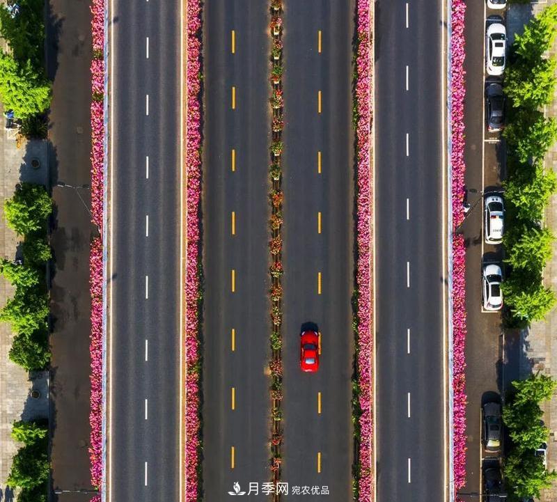 205萬株月季全城盛放！貫穿杭州的“空中花廊”你走過嗎？(圖6)