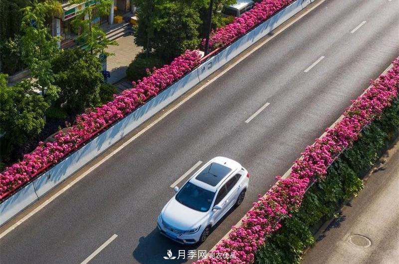 205萬株月季全城盛放！貫穿杭州的“空中花廊”你走過嗎？(圖8)