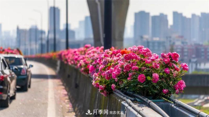 205萬株月季全城盛放！貫穿杭州的“空中花廊”你走過嗎？(圖7)
