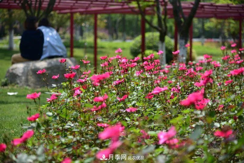 205萬株月季全城盛放！貫穿杭州的“空中花廊”你走過嗎？(圖10)