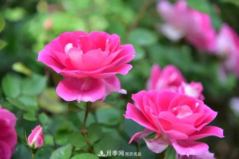 205萬株月季全城盛放！貫穿杭州的“空中花廊”你走過嗎？(圖11)