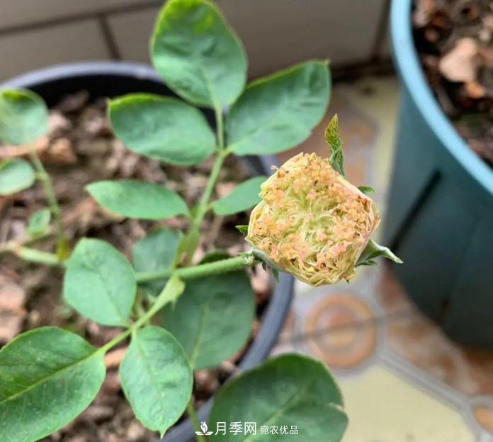 夏天月季需要遮陰嗎？(圖1)