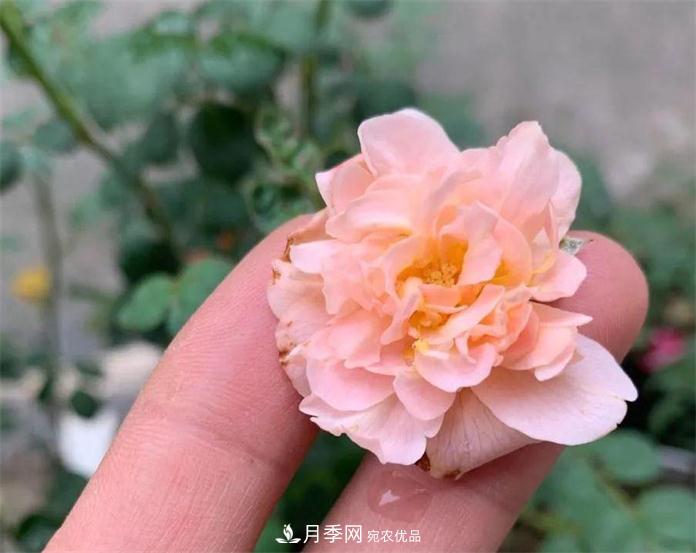 夏天月季需要遮陰嗎？(圖3)