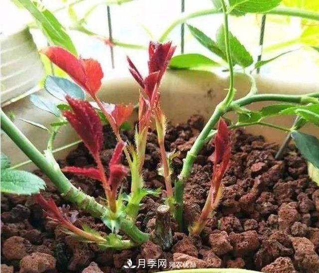 如何讓月季新芽多？4招“促芽”方法，秋天再來一大波(圖2)