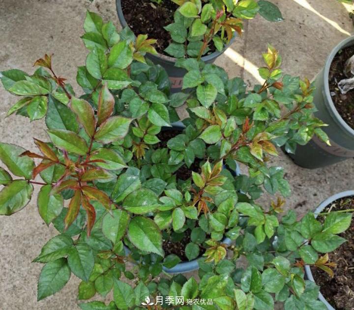 如何讓月季新芽多？4招“促芽”方法，秋天再來一大波(圖3)