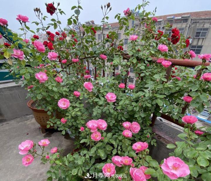 如何讓月季新芽多？4招“促芽”方法，秋天再來一大波(圖4)