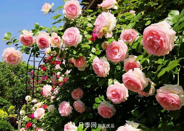 花中皇后，月季花有什么功效與作用？(圖1)