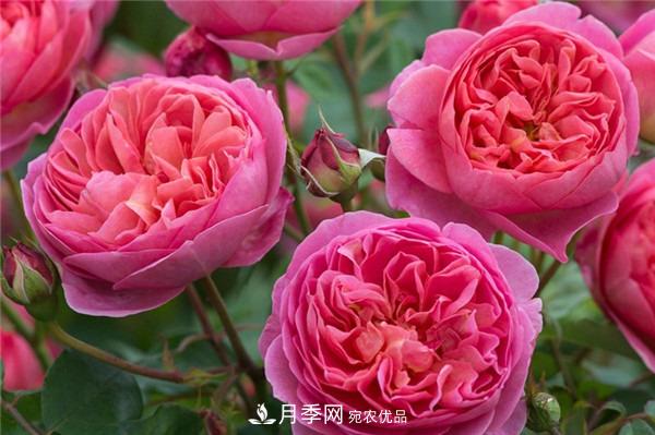 花中皇后，月季花有什么功效與作用？(圖2)