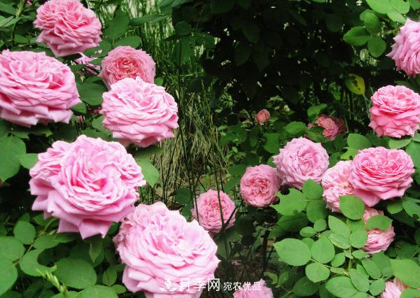 花中皇后，月季花有什么功效與作用？(圖3)