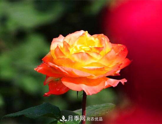 藤本月季有哪些好品種？我推薦這5個品種(圖4)