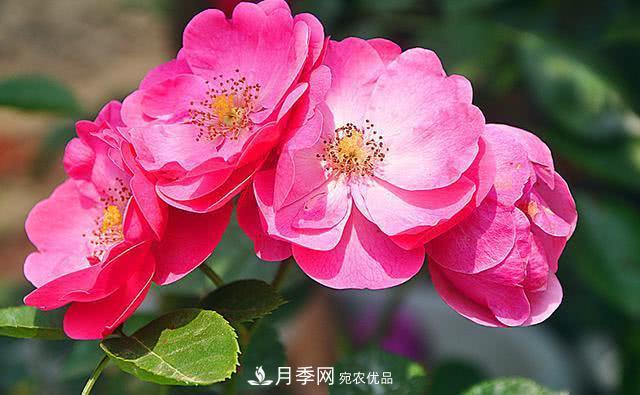 藤本月季有哪些好品種？我推薦這5個品種(圖1)