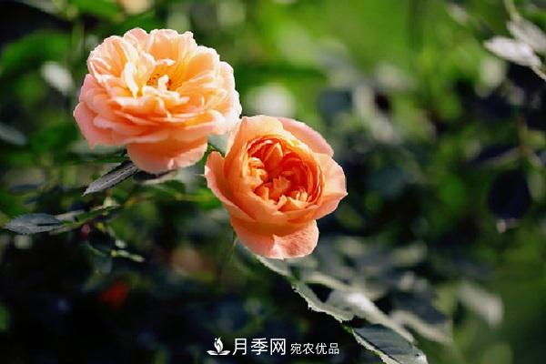 藤本月季有哪些好品種？我推薦這5個品種(圖2)