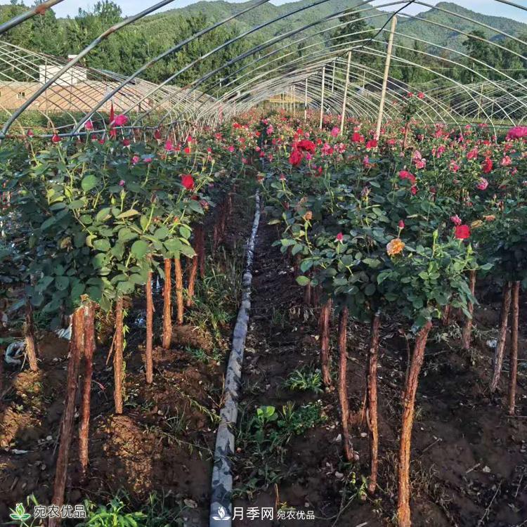 3公分月季樹批發(fā)價(jià)格多少，樹狀月季基地新報(bào)價(jià)(圖4)