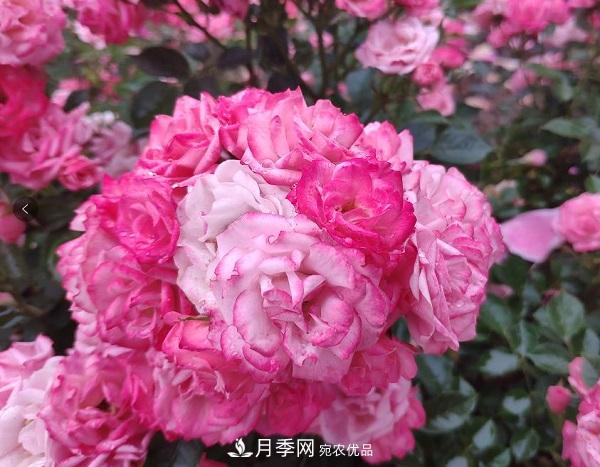 月季“拍了拍”你，關(guān)于月季的歷史文化，你知道多少？(圖1)