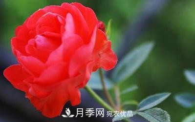 玫瑰和月季哪個(gè)好養(yǎng)？(圖2)