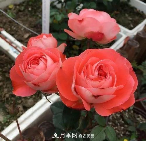養(yǎng)月季5年，總結(jié)出4種盆栽月季，好看又好看驚艷時(shí)光(圖1)