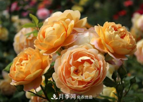養(yǎng)月季5年，總結(jié)出4種盆栽月季，好看又好看驚艷時(shí)光(圖4)