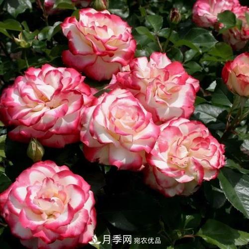 養(yǎng)月季5年，總結(jié)出4種盆栽月季，好看又好看驚艷時(shí)光(圖5)