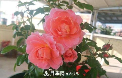 養(yǎng)月季5年，總結(jié)出4種盆栽月季，好看又好看驚艷時(shí)光(圖2)