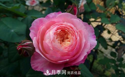 養(yǎng)月季5年，總結(jié)出4種盆栽月季，好看又好看驚艷時(shí)光(圖3)