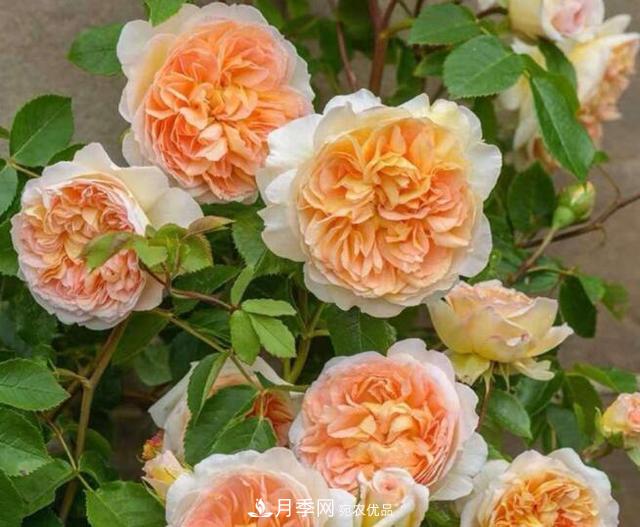 月季花什么品種好看？9大驚艷花友的月季品種(圖1)