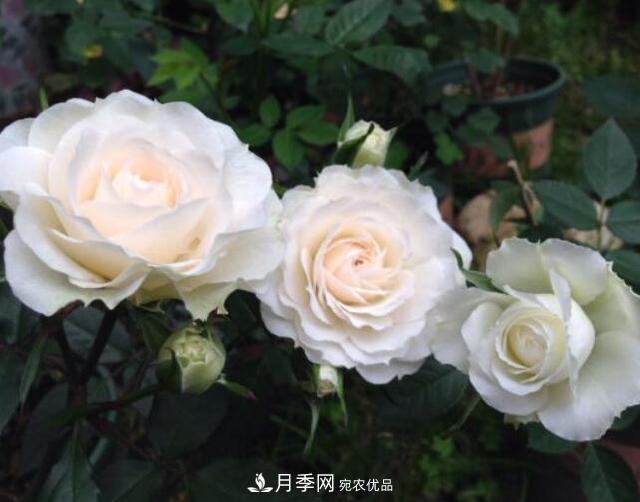 月季花什么品種好看？9大驚艷花友的月季品種(圖2)