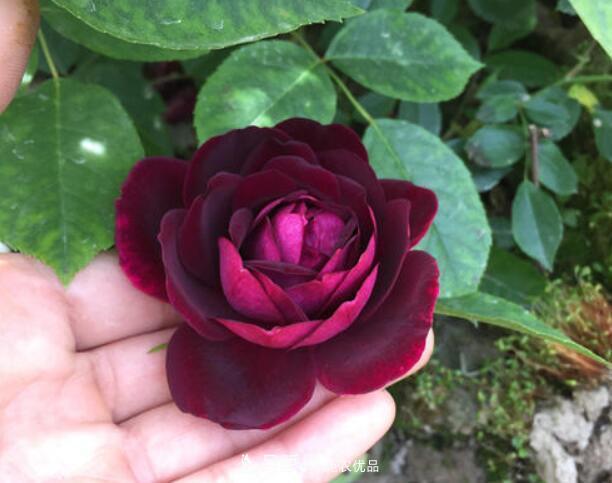 月季花什么品種好看？9大驚艷花友的月季品種(圖4)