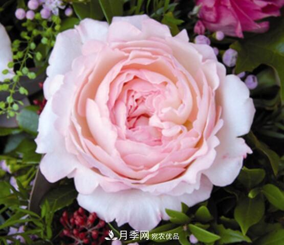 月季花什么品種好看？9大驚艷花友的月季品種(圖5)