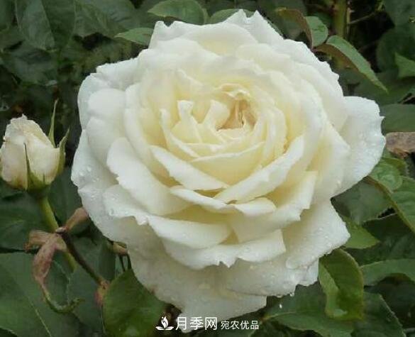 月季花什么品種好看？9大驚艷花友的月季品種(圖7)