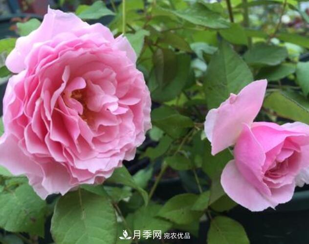 月季花什么品種好看？9大驚艷花友的月季品種(圖6)