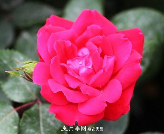 月季花什么品種好看？9大驚艷花友的月季品種(圖9)