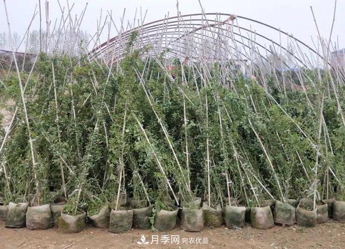 藤本月季多少錢一棵？南陽藤本月季基地報價行情分析(圖3)