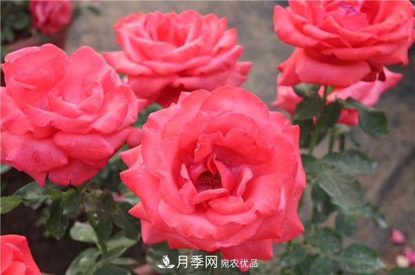 據(jù)說大花月季有上萬個品種？大花月季品種大全！(圖3)