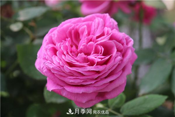據(jù)說大花月季有上萬個品種？大花月季品種大全！(圖7)