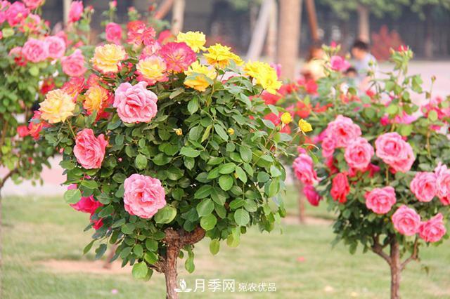 月季樹花期長，花型好看，栽種簡單，適合盆栽地栽(圖2)