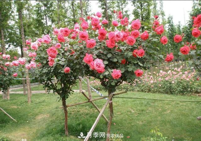 月季樹花期長，花型好看，栽種簡單，適合盆栽地栽(圖3)
