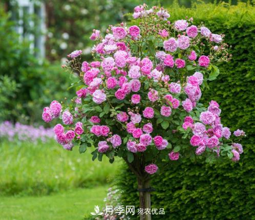 多種選擇，樹狀月季用什么樹做樹樁比較好？(圖4)
