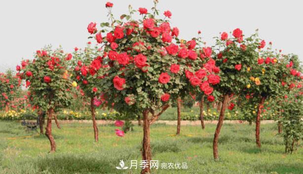 多種選擇，樹狀月季用什么樹做樹樁比較好？(圖2)
