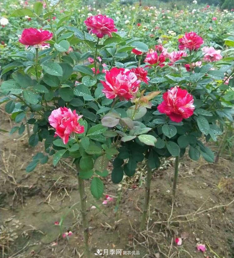 南陽小高桿月季樹花開驚艷，批發(fā)價格低到多少錢呢！(圖2)