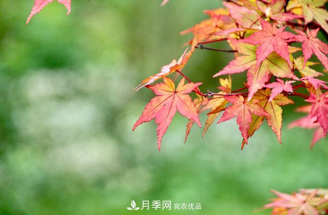 區(qū)別紅楓和雞爪槭，帶你認(rèn)識彩葉苗木雞爪槭(qì)(圖4)