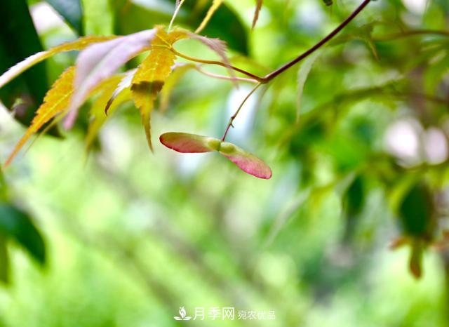 區(qū)別紅楓和雞爪槭，帶你認(rèn)識彩葉苗木雞爪槭(qì)(圖2)