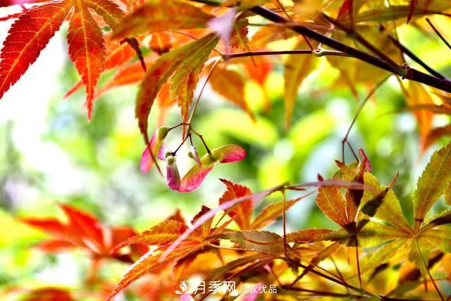 區(qū)別紅楓和雞爪槭，帶你認(rèn)識彩葉苗木雞爪槭(qì)(圖3)