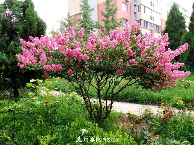 1棵紫薇開花1000朵，花期達100天，人稱“百日紅”，能活100年(圖2)
