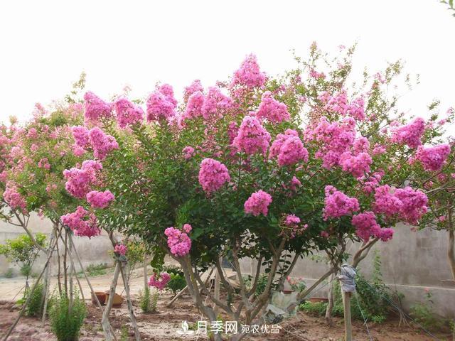 1棵紫薇開花1000朵，花期達100天，人稱“百日紅”，能活100年(圖1)